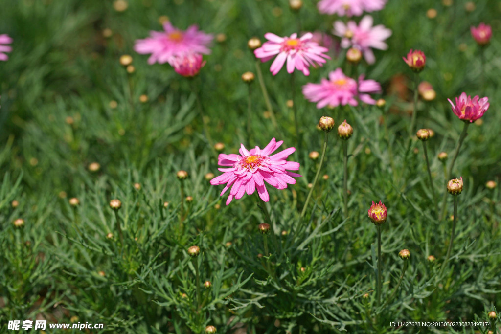 菊花