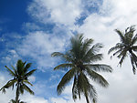 天空中的椰子树