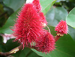 印尼植物