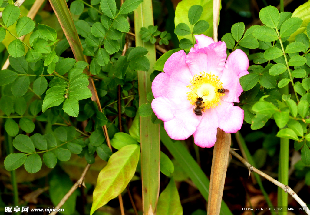 蜜蜂采花