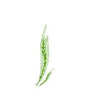 麦穗花纹