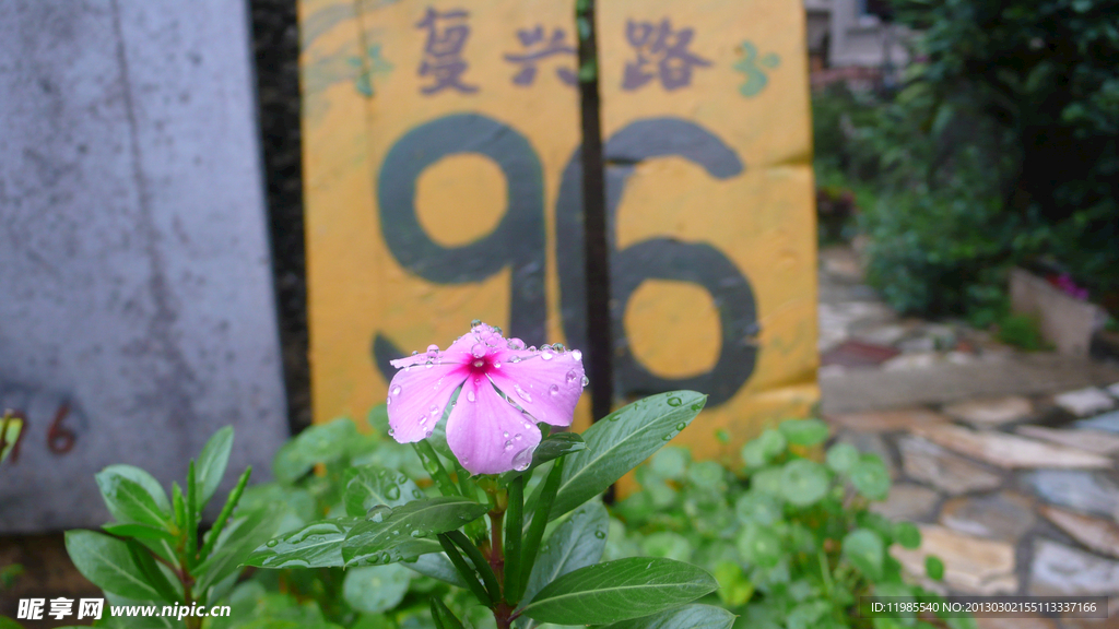 鼓浪屿的花