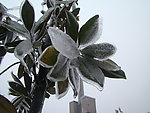 雪景