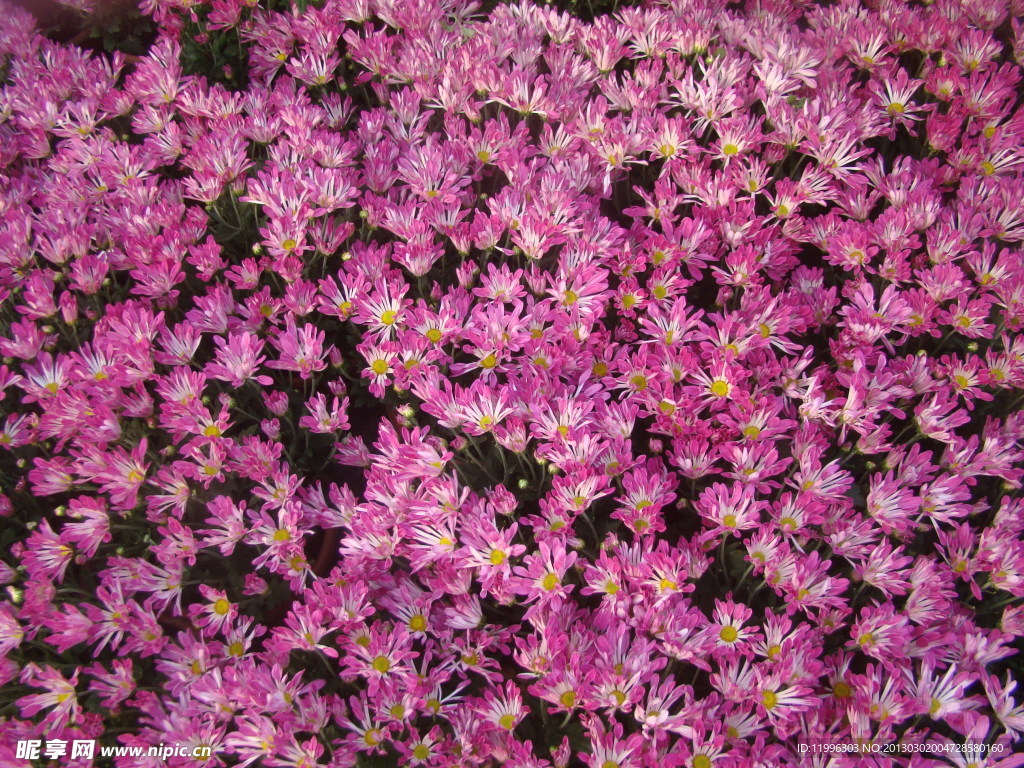 花海