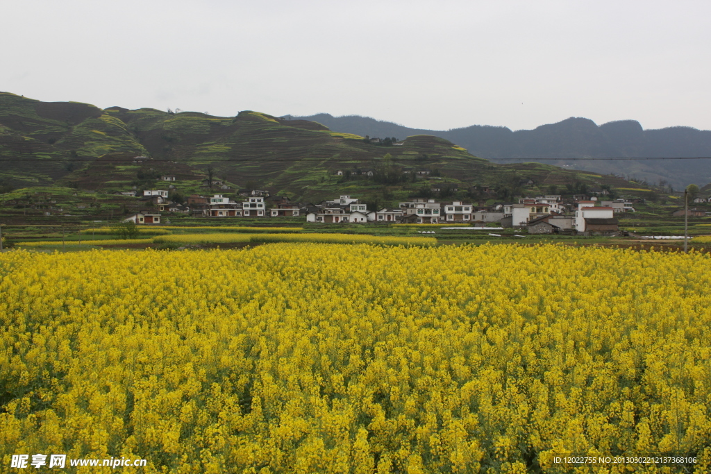 油菜花