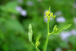 菜花