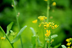 菜花