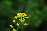 菜花