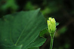 花卉包苞