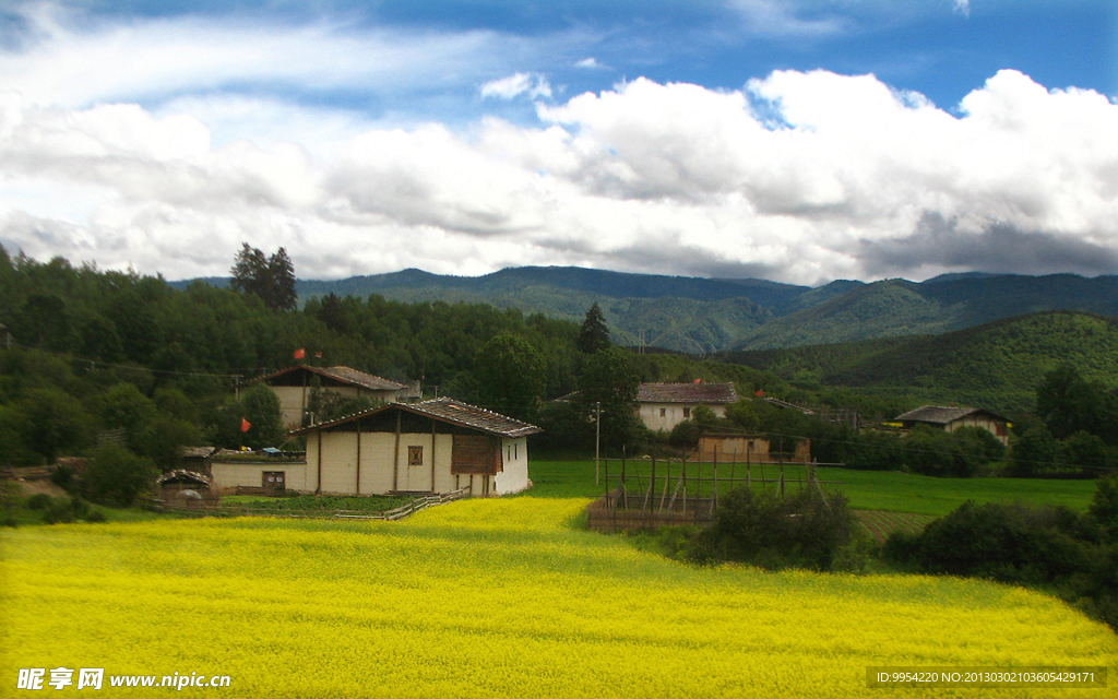 香格里拉油菜花美景