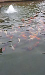 水池里的鱼群