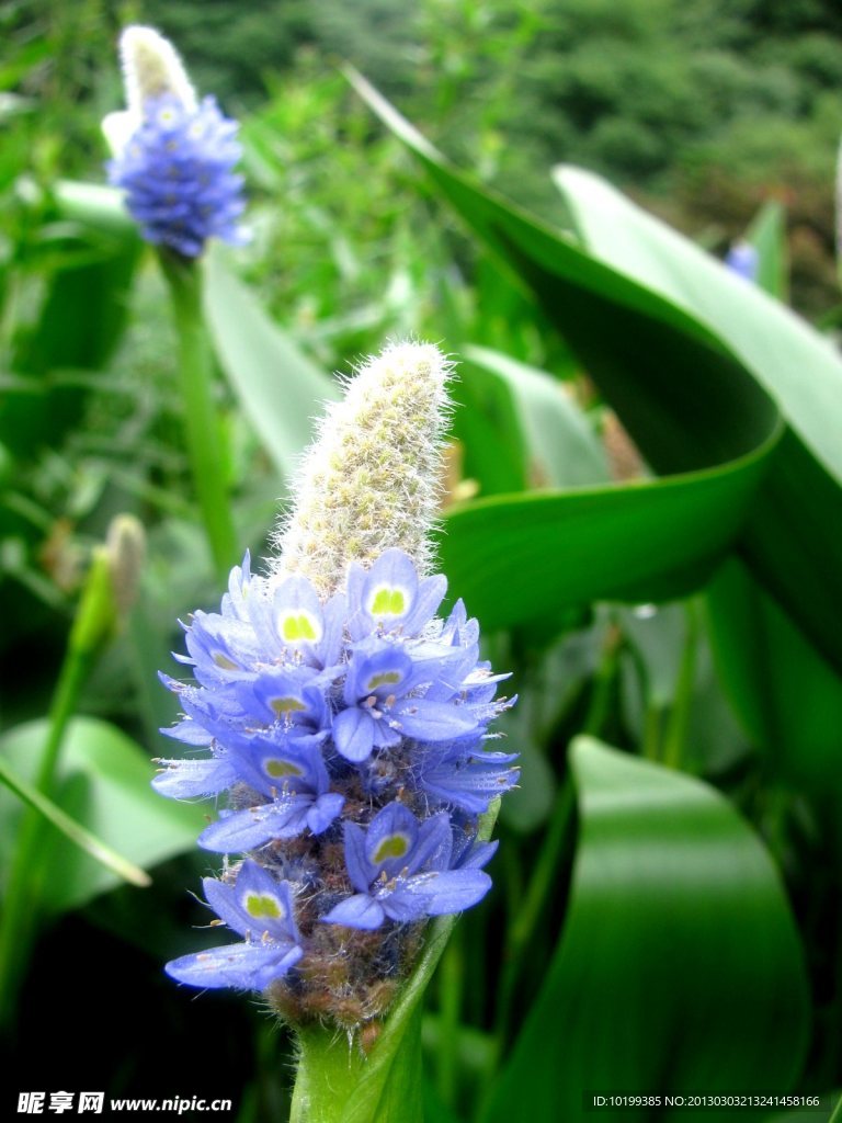 蓝色的花