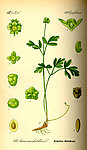 手绘彩色植物图谱