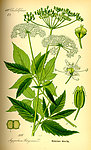 手绘彩色植物图谱