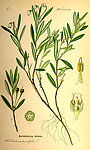 手绘彩色植物图谱
