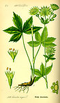 手绘彩色植物图谱