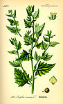手绘彩色植物图谱