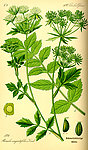 手绘彩色植物图谱