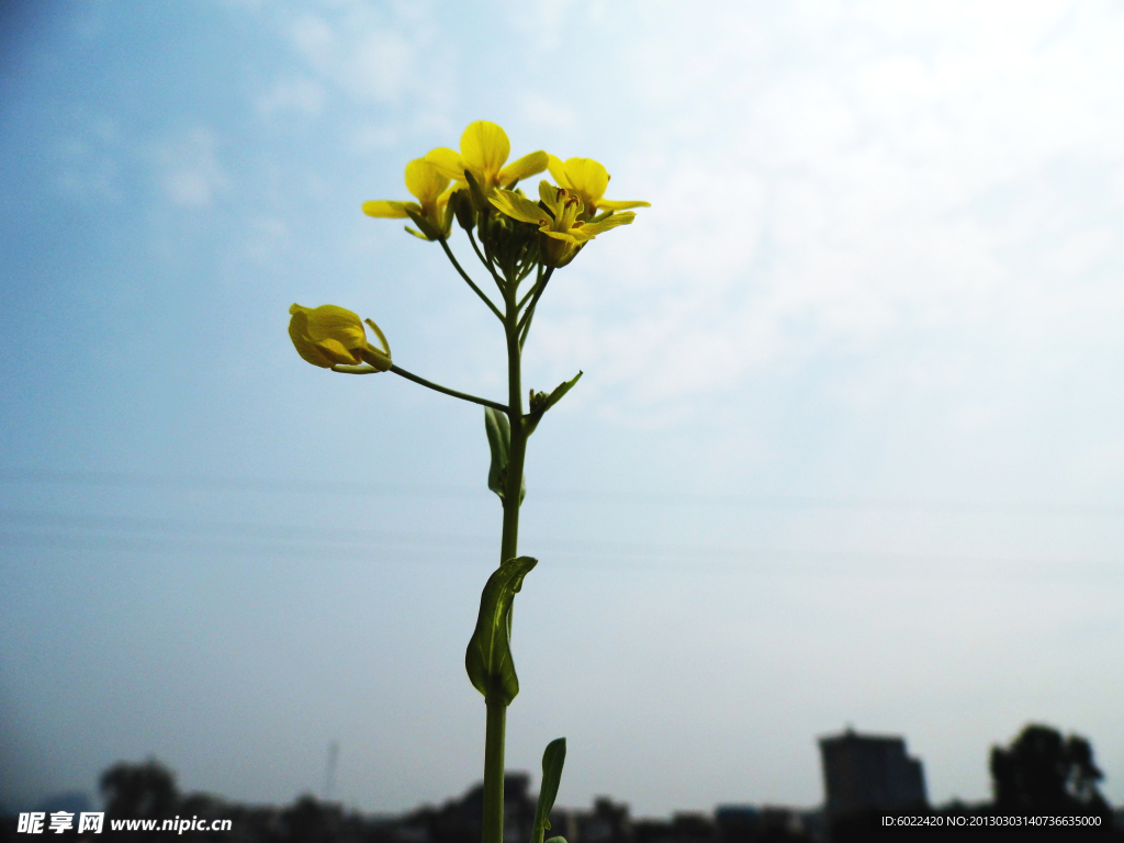 黄色油菜花