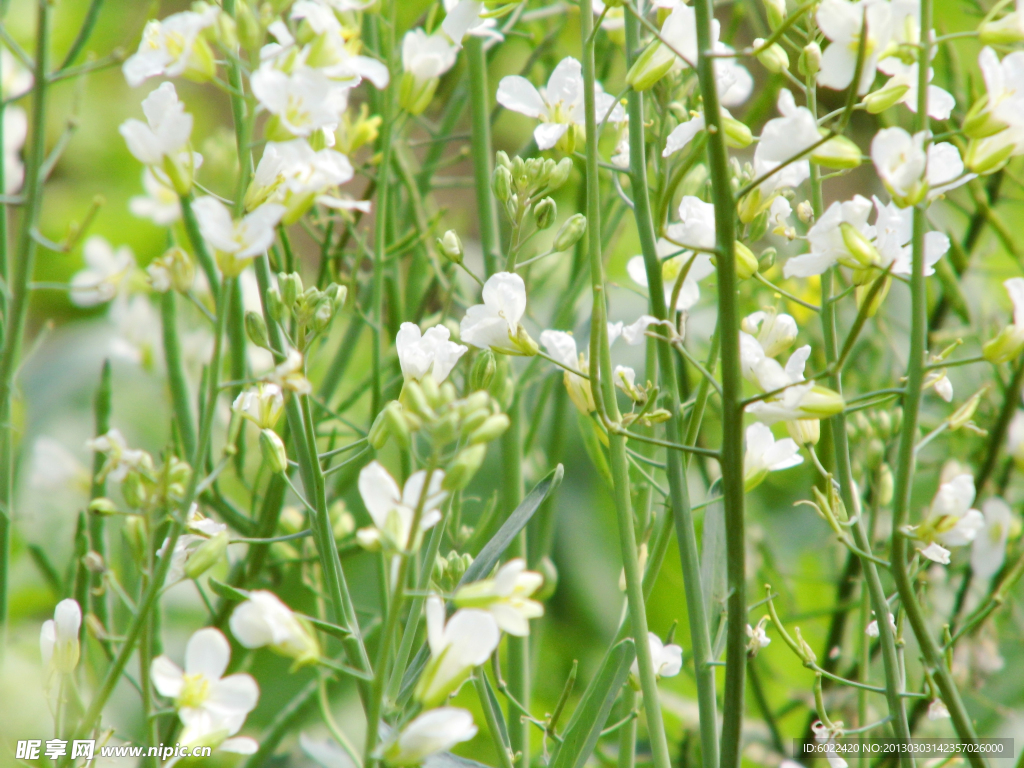 白色油菜花