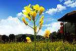 油菜花