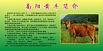 南阳黄牛简介