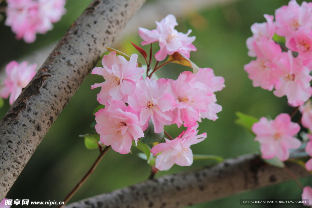 樱花