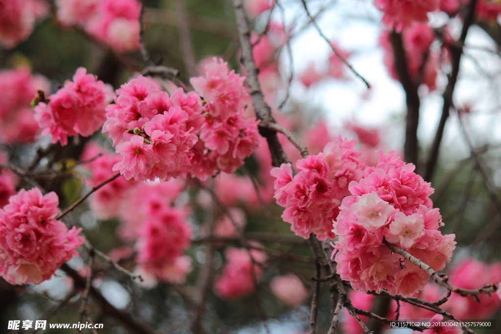 樱花