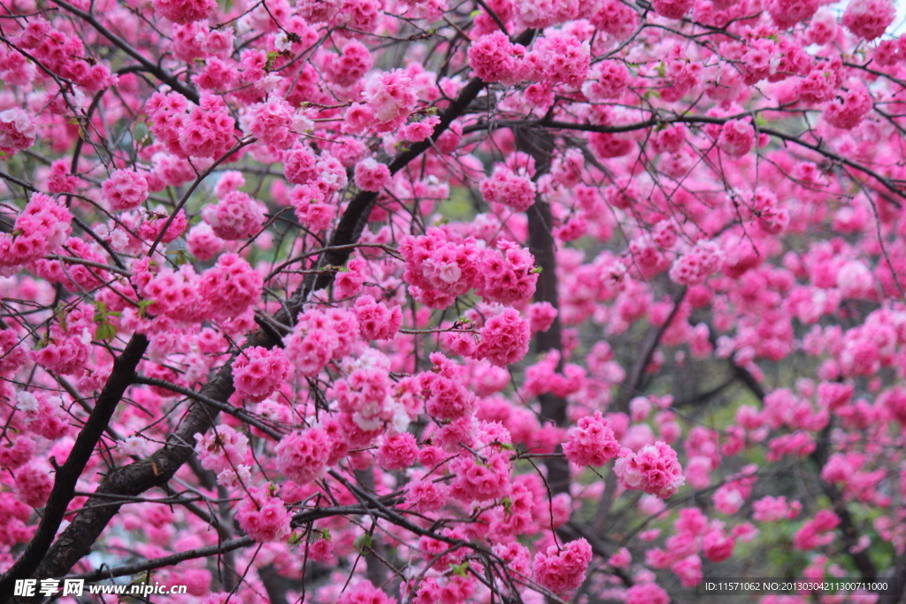 樱花