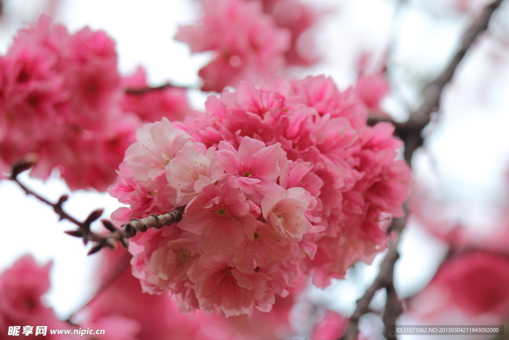 樱花
