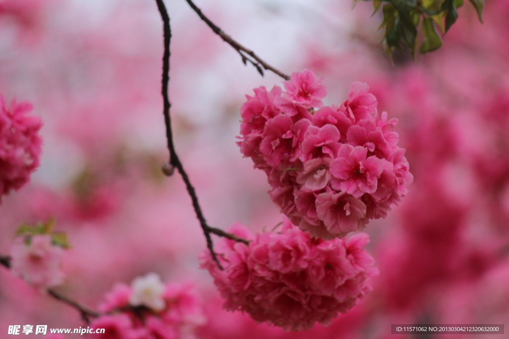 樱花