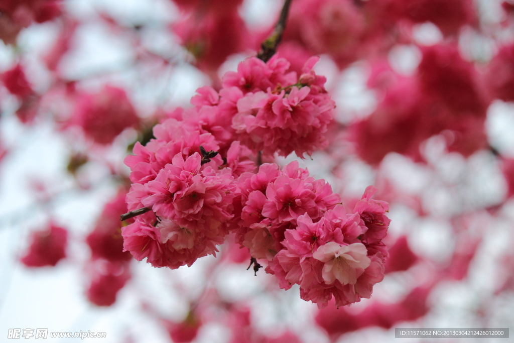 樱花