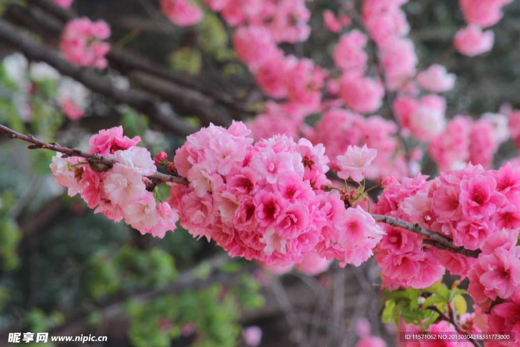 樱花
