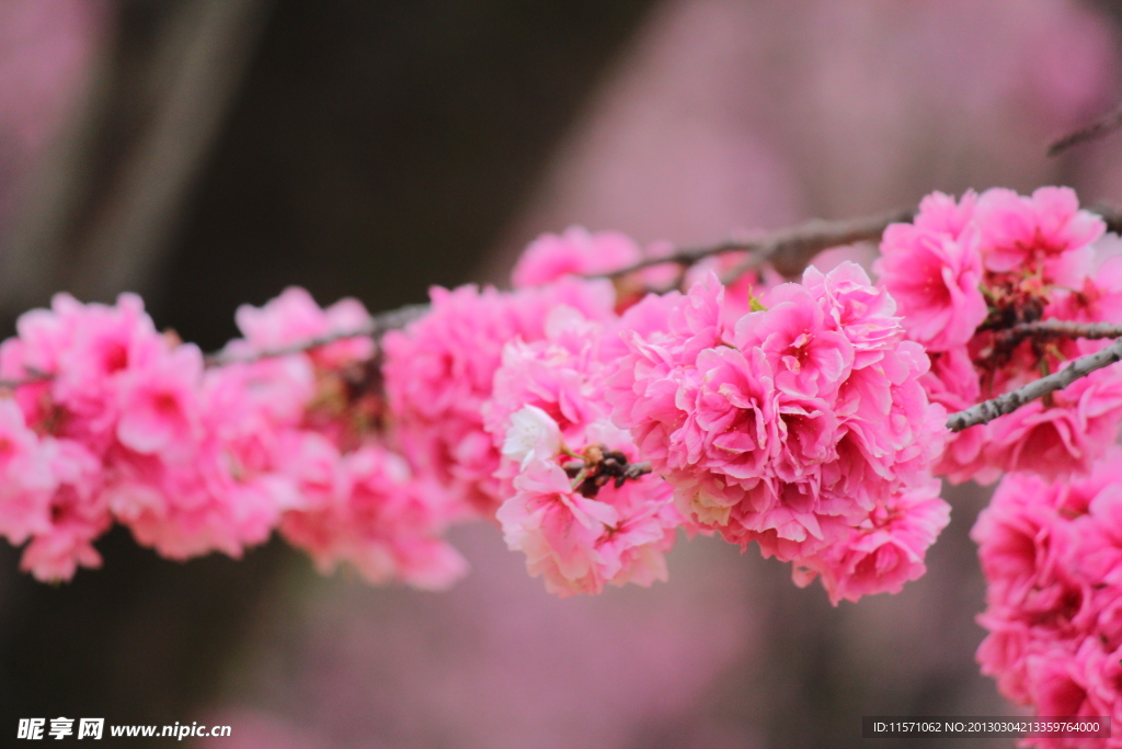 樱花