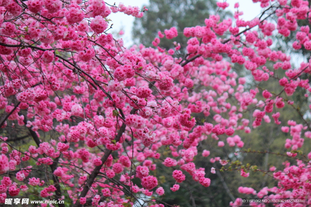 樱花