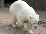 低头走路的白色北极熊