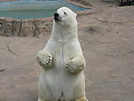 白色北极熊站立