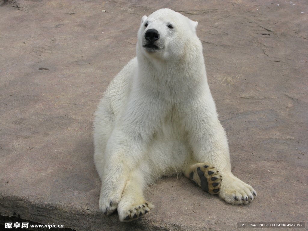 白色北极熊坐着