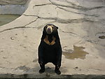 黑色熊站立
