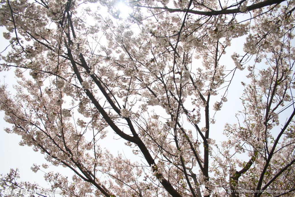 樱花