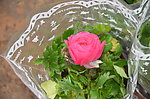 花毛茛