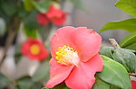 耐冬花
