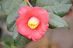 耐冬花