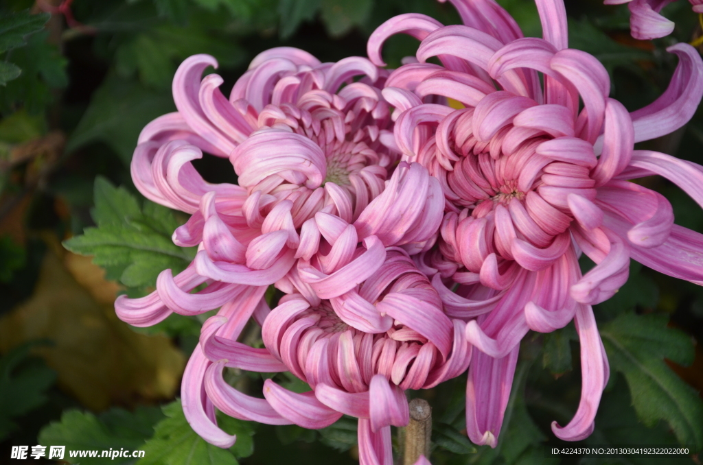 菊花