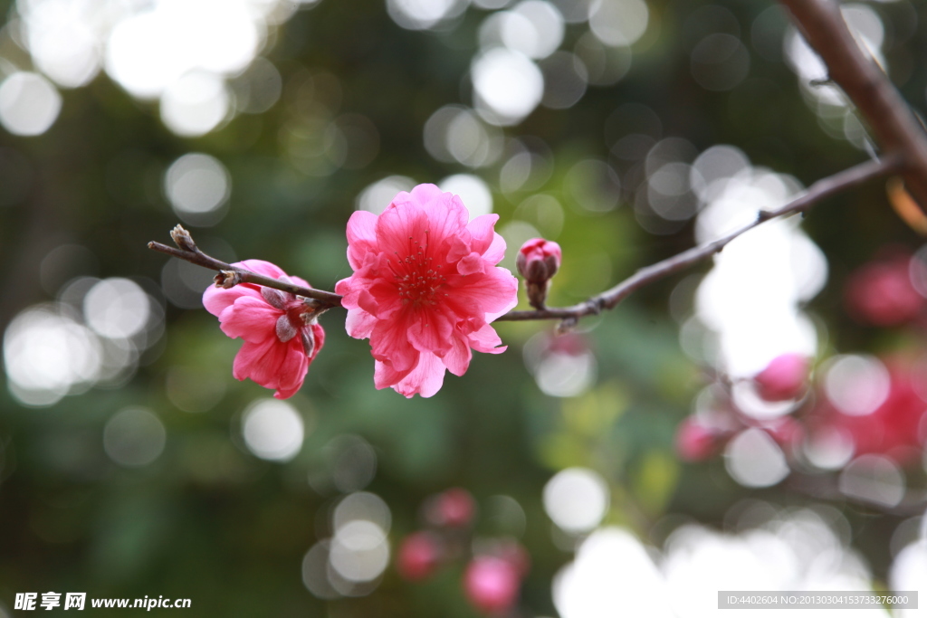 泉州森林公园桃花拍摄