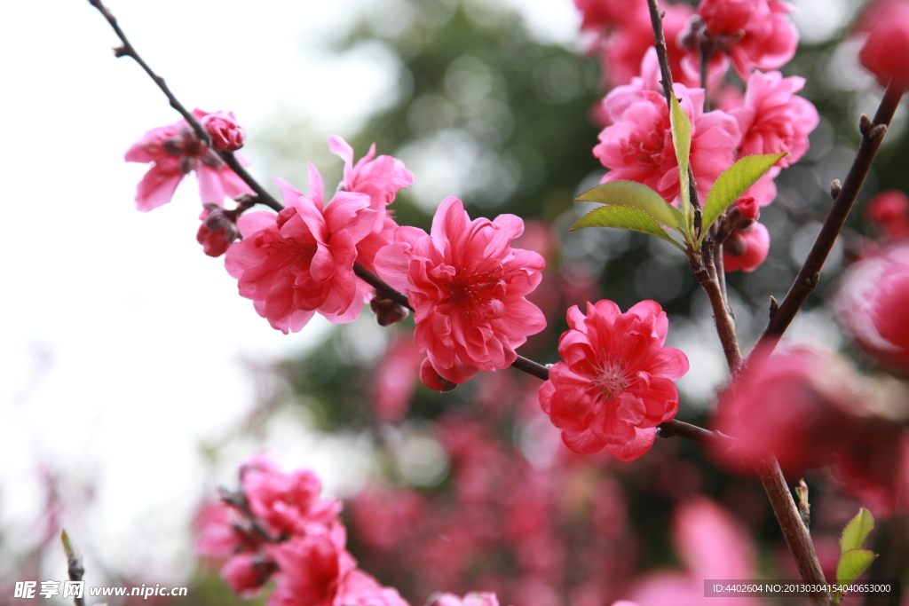 一簇桃花