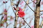 泉州森林公园桃花特写