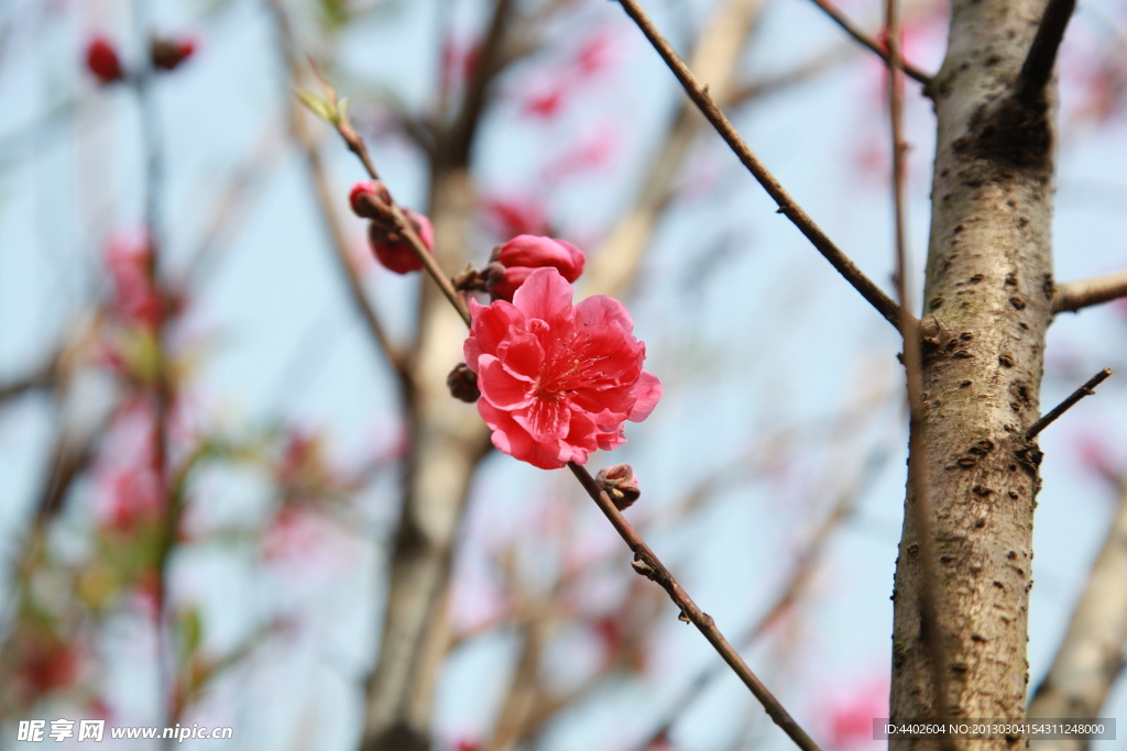泉州森林公园桃花特写