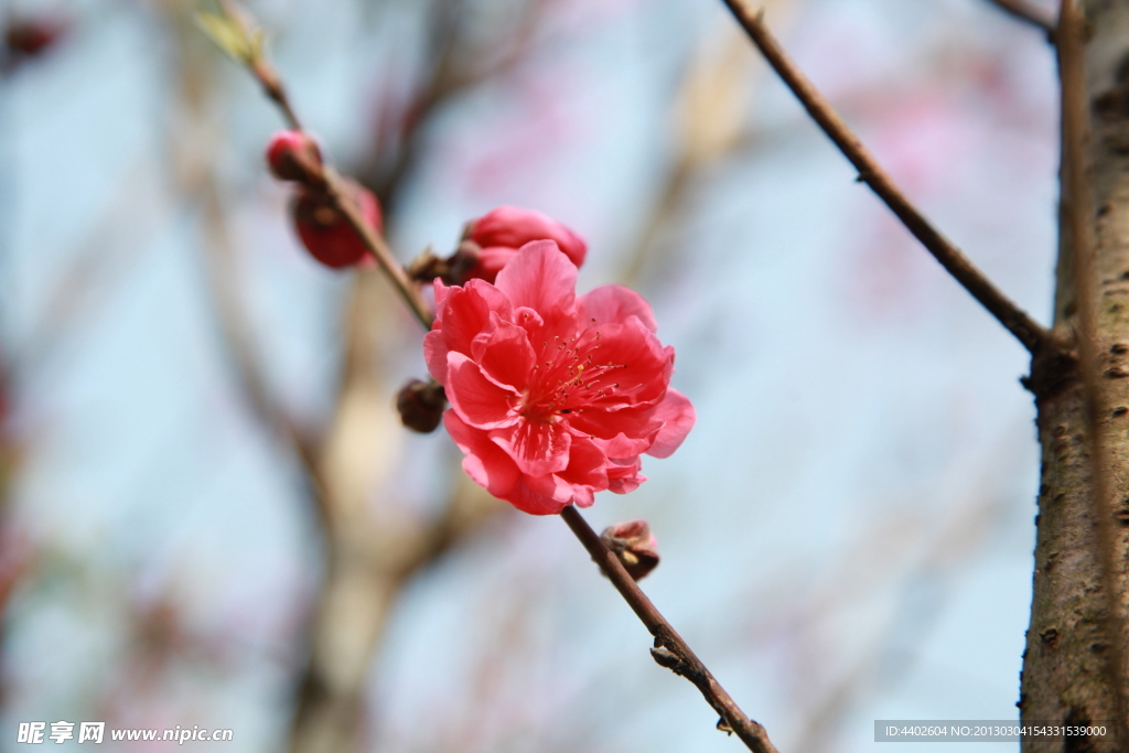 泉州森林公园桃花拍摄