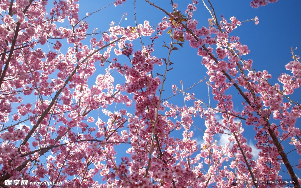 梅花